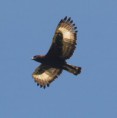 /album/photogallery/long-crested-eagle-jpg/